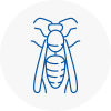 Frome Wasp Nest Removal